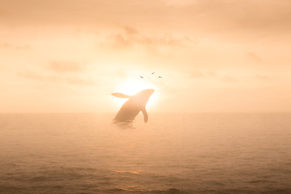 上师教言 作者:慈诚罗珠堪布